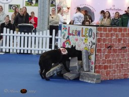 Haustiermesse am 1.03.2026